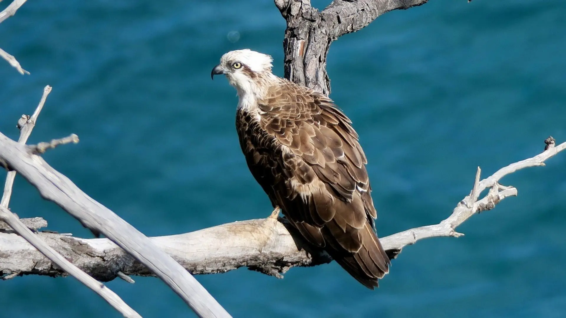 A perched Osprey with a white head, dark eye stripe, and brown wings stands on a bare tree branch overlooking deep blue water.