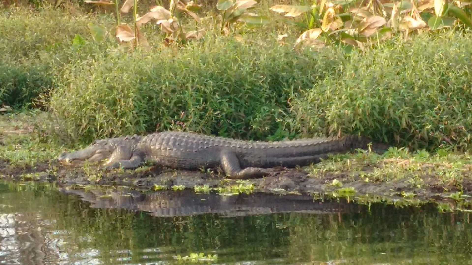 American alligator resting along a wetland bank in the Florida Everglades