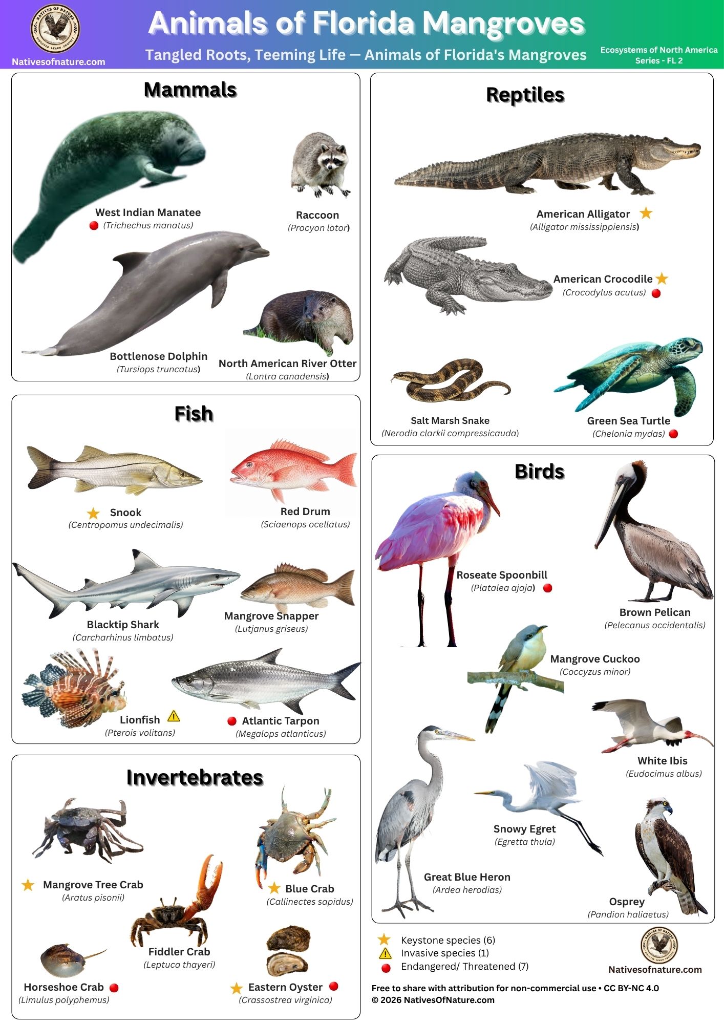 Illustrated poster of 26 animals found in Florida's mangrove forests, including West Indian Manatee, American Crocodile, Roseate Spoonbill, Mangrove Tree Crab, and Lionfish, organized by taxonomic group.