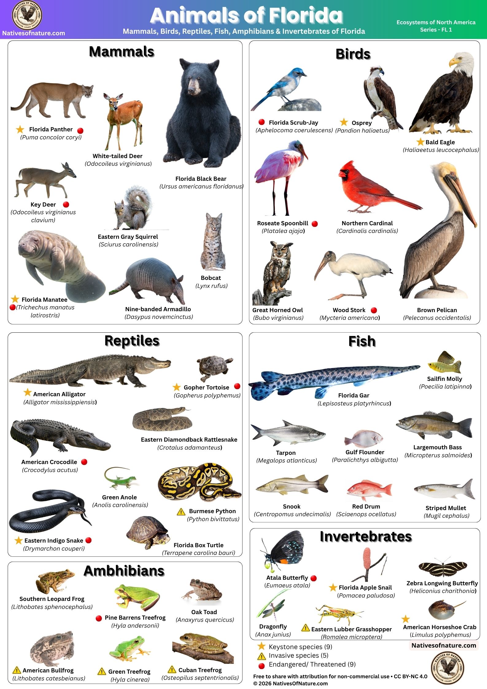 Educational poster showing animals of Florida including mammals, birds, reptiles, fish, amphibians, and invertebrates with scientific names