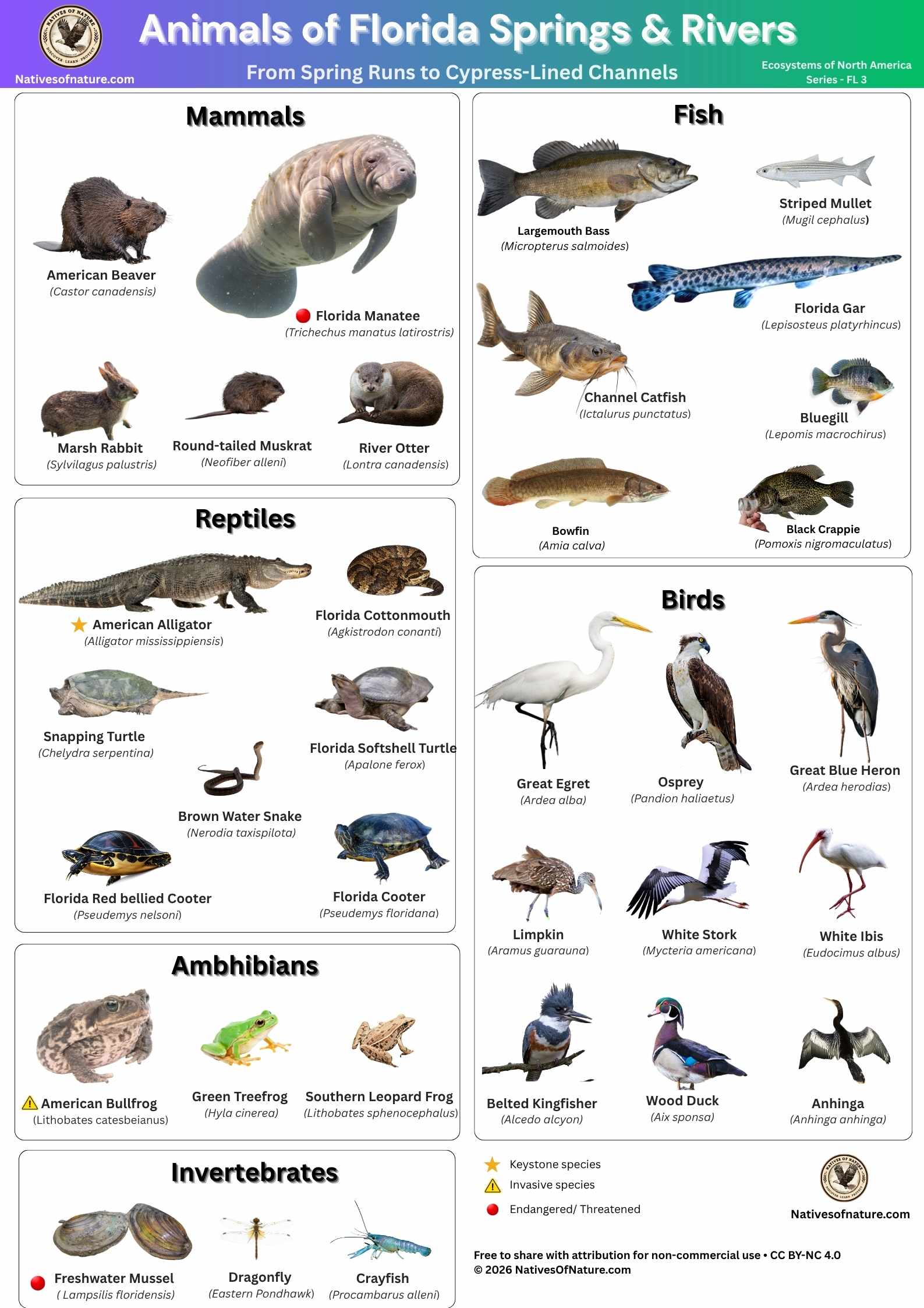 Educational poster titled Animals of Florida Springs and Rivers showing 34 native wildlife species grouped into six taxonomic categories: mammals including Florida manatee, North American river otter, American beaver, round-tailed muskrat and marsh rabbit; reptiles including American alligator, Florida cottonmouth, snapping turtle, Florida softshell turtle, brown water snake, Florida red-bellied cooter and Florida cooter; amphibians including American bullfrog, green treefrog and southern leopard frog; fish including largemouth bass, striped mullet, Florida gar, channel catfish, bluegill, bowfin and black crappie; birds including great egret, osprey, great blue heron, limpkin, white stork, white ibis, belted kingfisher, wood duck and anhinga; and invertebrates including freshwater mussel, eastern pondhawk dragonfly and Procambarus alleni crayfish.