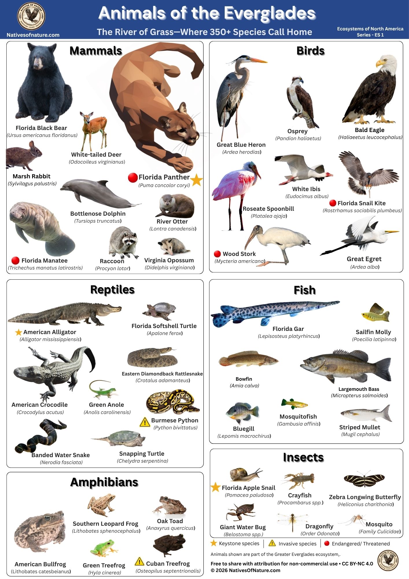 Educational poster of Everglades wildlife showing Florida panther, manatee, American alligator, great blue heron, bald eagle, and other species grouped into mammals, birds, reptiles, fish, amphibians, and insects.