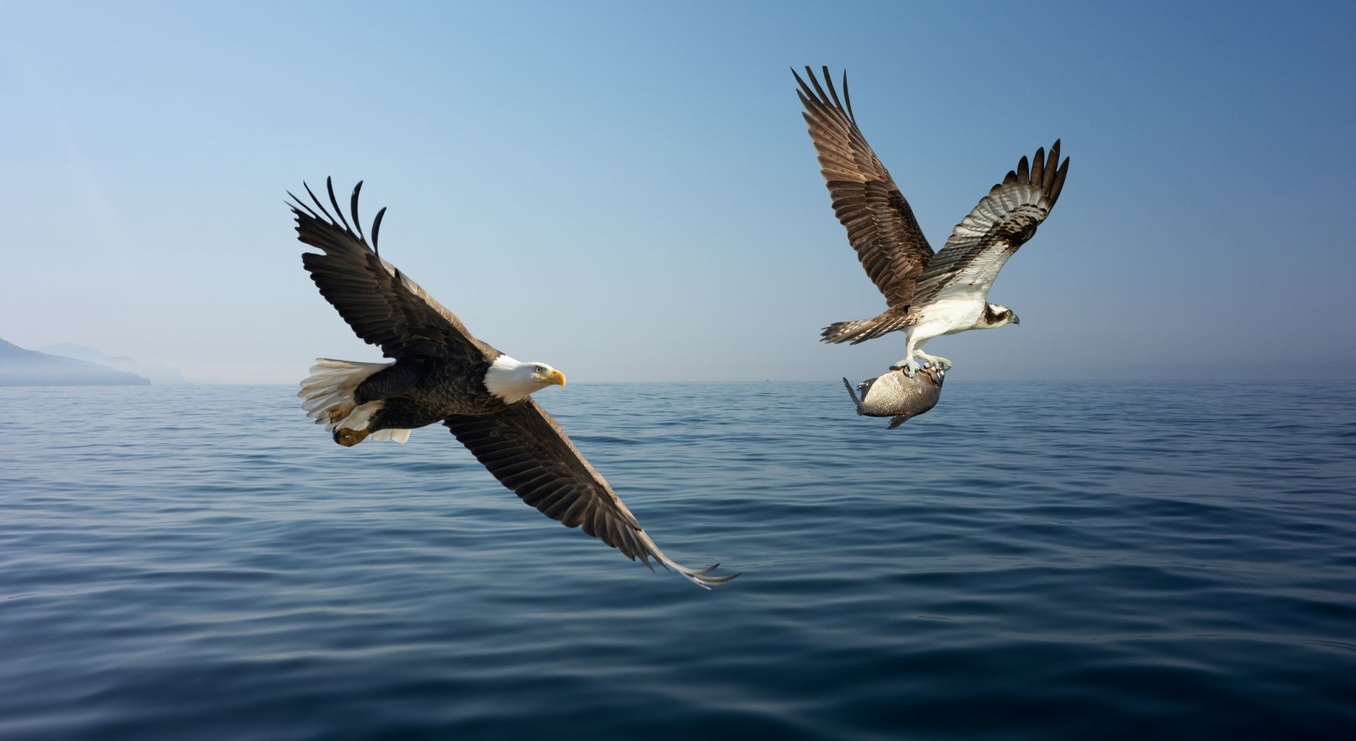 Bald eagle chasing an osprey carrying a fish over open water, illustrating differences in fishing behavior and kleptoparasitism