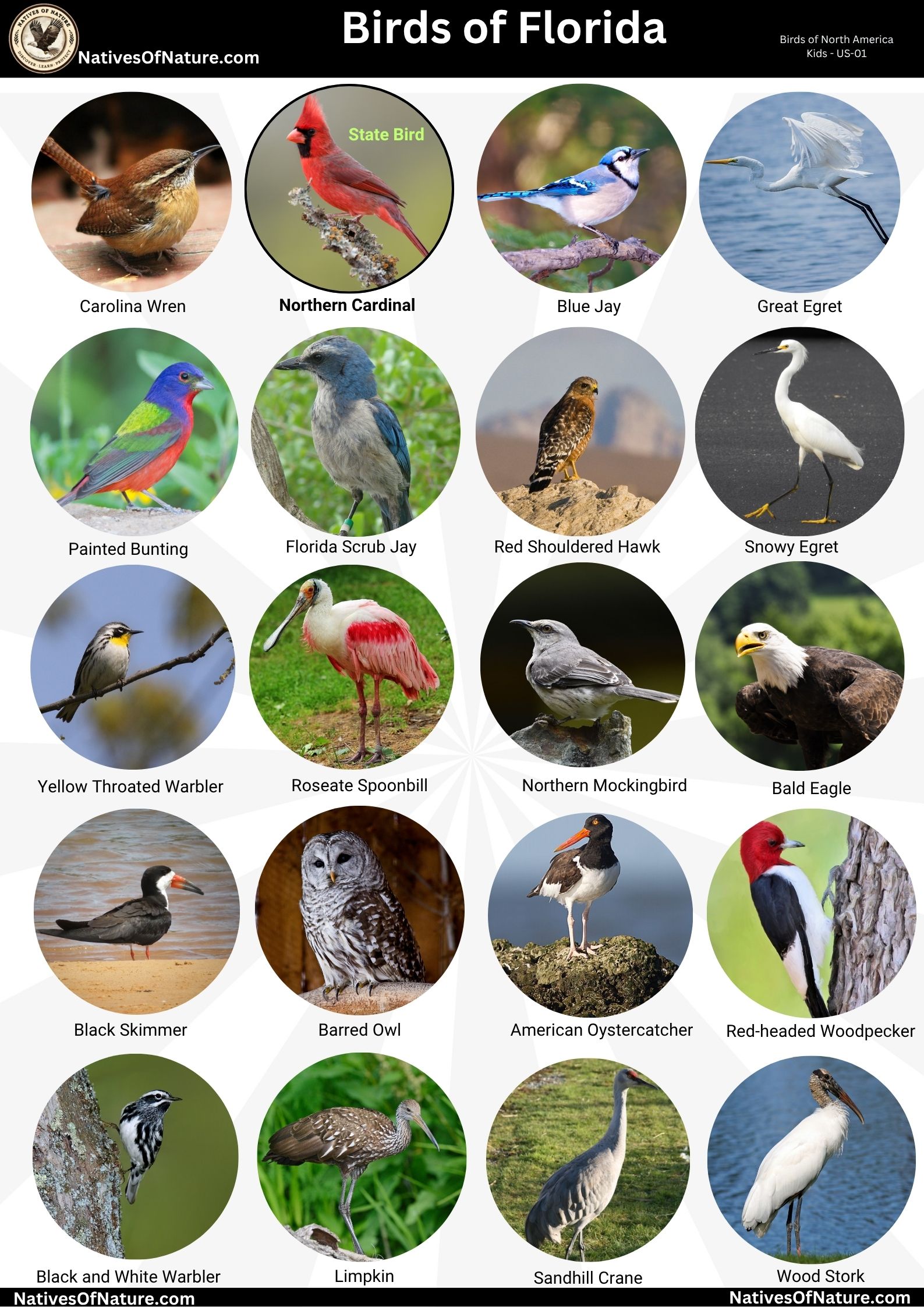Educational poster titled Birds of Florida featuring 20 common bird species shown in circular photo crops with common names beneath each. Species include Carolina Wren, Northern Cardinal (marked as Florida's state bird), Blue Jay, Great Egret, Painted Bunting, Florida Scrub Jay, Red-shouldered Hawk, Snowy Egret, Yellow-throated Warbler, Roseate Spoonbill, Northern Mockingbird, Bald Eagle, Black Skimmer, Barred Owl, American Oystercatcher, Red-headed Woodpecker, Black-and-white Warbler, Limpkin, Sandhill Crane, and Wood Stork. Designed for classroom and homeschool use.