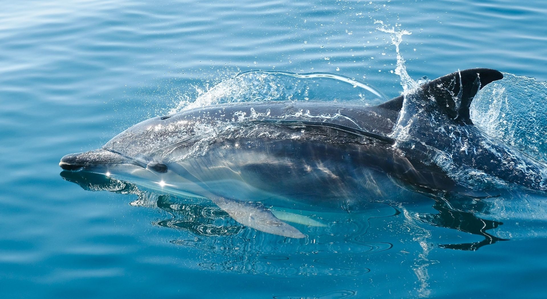 Bottlenose dolphin swimming at the ocean surface with water splashing over its back and dorsal fin.