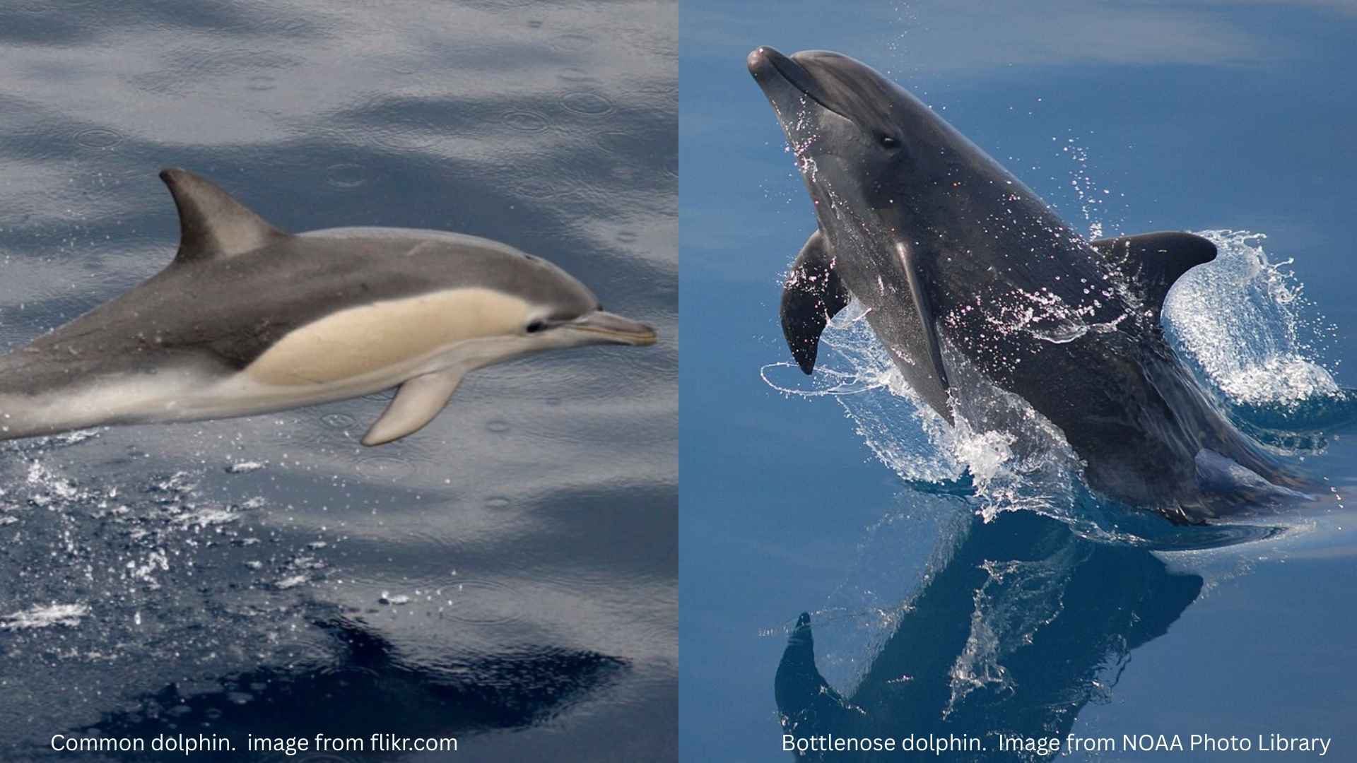 Side-by-side comparison of two dolphins: a slender, patterned common dolphin leaping over calm blue water on the left, and a robust bottlenose dolphin rising vertically from the water with splashes on the right