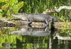 An American Alligator basking on a sunlit log beside a calm swamp, surrounded by lush green vegetation and water reflections.