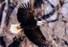 A Bald Eagle with a white head and tail soars gracefully through the air, its dark wings spread wide against a blurred forest background.