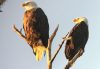 Two adult Bald Eagles perched on the bare branches of a tall tree, illuminated by warm golden sunlight against a pale sky.