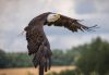 A bald eagle in mid-flight with wings fully extended, soaring gracefully against a cloudy sky above a forested landscape.