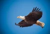 Bald Eagle in mid-flight with wings spread wide, showing its white head and tail against a blurred woodland background.