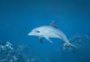 A bottlenose dolphin swimming gracefully underwater above a coral reef.