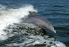 A bottlenose dolphin riding the ocean waves near the surface of the water.