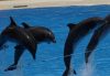 Four bottlenose dolphins jumping out of a blue pool in perfect synchronization during a show.
