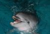 Close-up of a bottlenose dolphin surfacing with its mouth open, showing teeth and tongue in clear blue water.