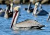 Brown pelican (Pelecanus occidentalis) floating on coastal water with several other pelicans in the background.