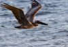 A Brown Pelican flying low over the ocean surface, wings spread wide and skimming just above the water.