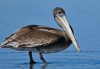 A Brown Pelican standing in shallow water with its long bill and brown plumage reflecting in the calm blue surface.