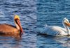 Side-by-side comparison of a brown pelican and an American white pelican swimming on blue water.