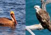 Side-by-side image of a brown pelican swimming on water and an osprey perched on a tree branch near the ocean.