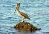 Brown pelican standing on a small rock surrounded by shallow blue coastal water.