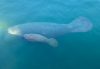 A large adult manatee swimming underwater with a smaller calf close beside it in clear blue-green water.