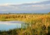Florida freshwater marsh with tall grasses, calm reflective water, and open wetland landscape under a cloudy sky