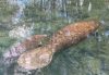 Two Florida manatees gliding slowly through clear, shallow spring water surrounded by reflections of trees.