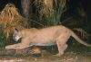 A Florida panther walking at night through a forest clearing, captured by a trail camera, with dry palm fronds and vegetation in the background.