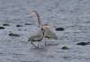 Two Great Blue Herons wading in shallow coastal waters, their long necks and gray-blue feathers reflected on the rippling surface.