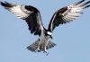 An osprey hovers in midair with wings spread wide, talons extended downward as it prepares to dive for prey against a clear blue sky.