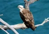 Osprey perched on a dry branch overlooking the ocean, its sharp eyes scanning the water below.