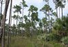 Florida pine flatwoods habitat with tall pine trees, palmettos, and grassy understory