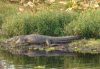 American alligator resting along a wetland bank in the Florida Everglades