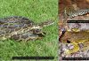 Invasive species in Florida including Burmese python, Nile monitor, and Cuban treefrog impacting native ecosystems