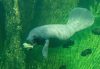 Florida manatee swimming underwater while feeding on aquatic vegetation