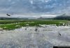 Florida wetland ecosystem with wading birds and alligator in shallow marsh
