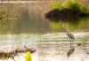 Wetland habitat with shallow water, emergent grasses, and a white wading bird standing in the water during soft light.