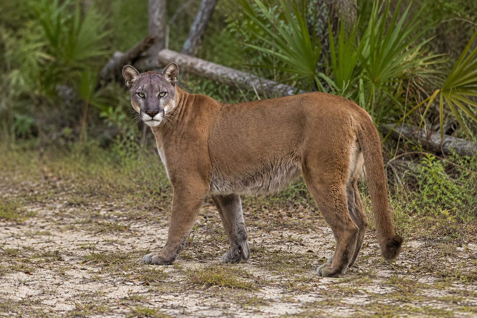 Florida panther standing alert on a sandy trail in South Florida, showing its muscular body and tawny coat.
