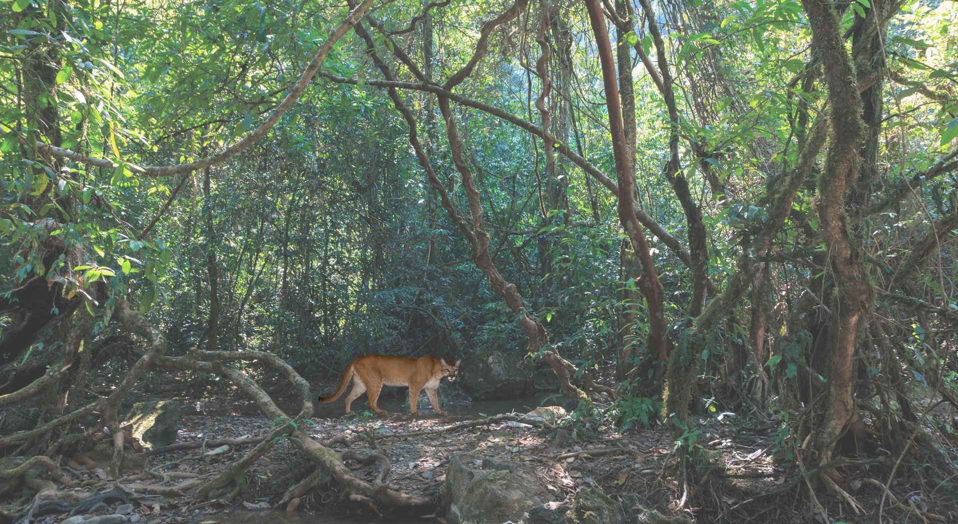 Florida panther walking through a dense tropical forest with tangled roots and green vegetation in a shaded wilderness habitat.