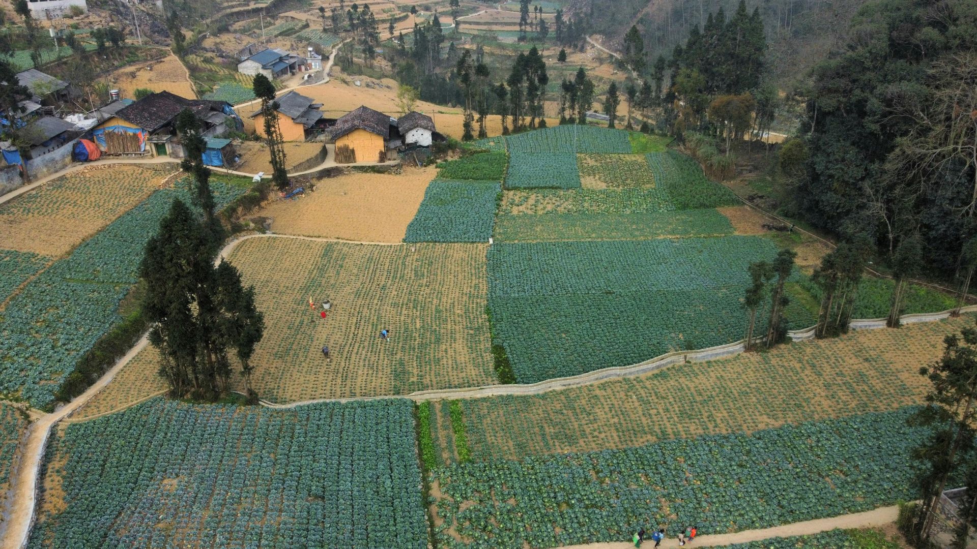 Aerial view of a rural agricultural landscape with patchwork crop fields, narrow dirt paths, scattered farmhouses, and trees across rolling hills.
