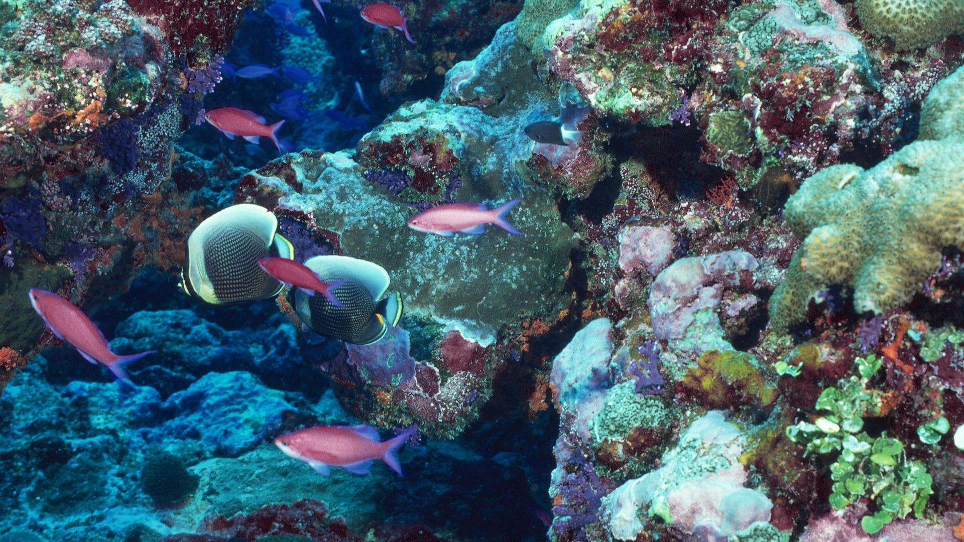 Colorful coral reef habitat with branching and massive corals, rocky reef structures, and schools of small tropical fish swimming through clear blue water.
