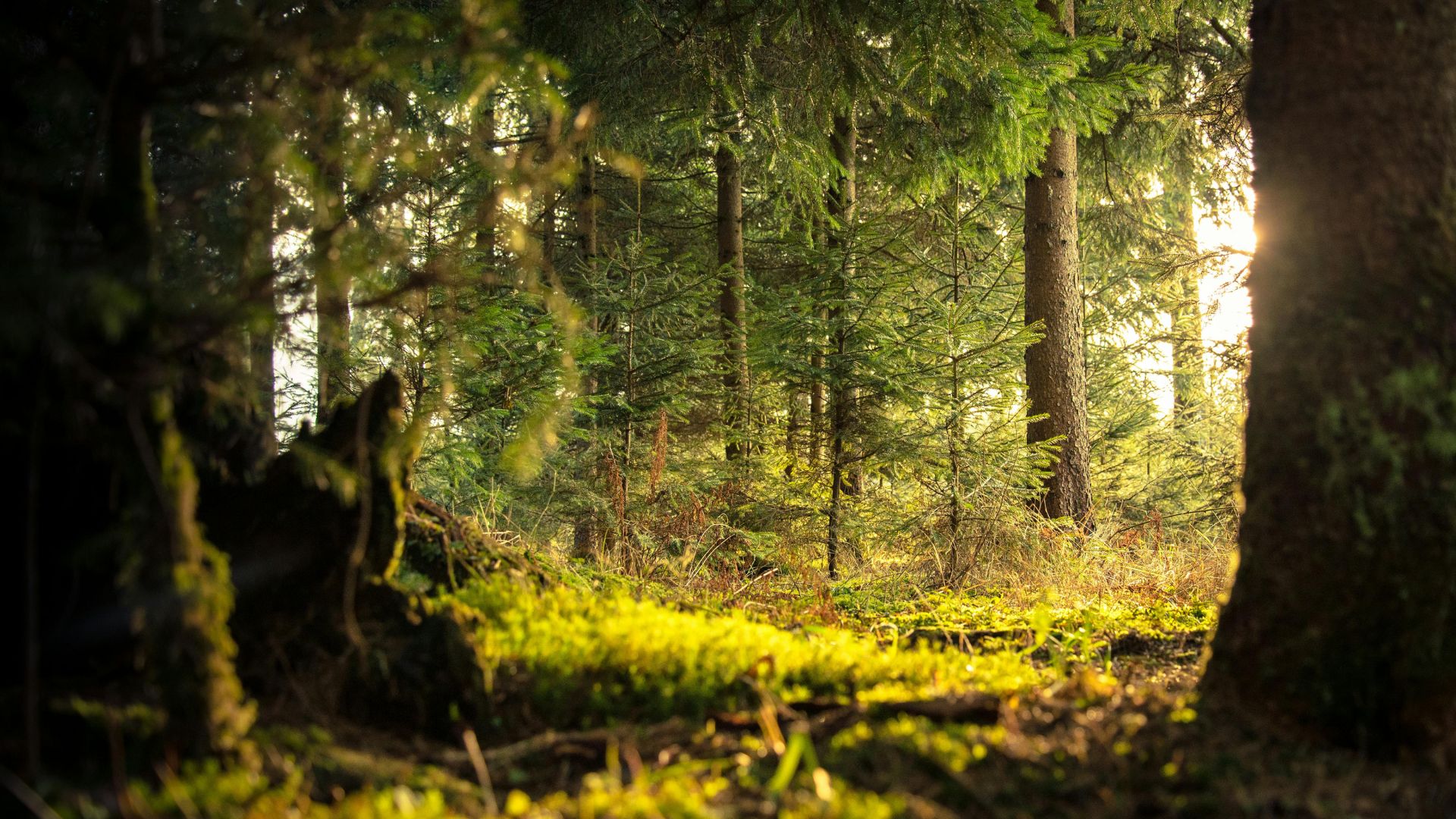 Sunlight filtering through a dense forest habitat with tall trees, moss-covered ground, and rich green undergrowth.