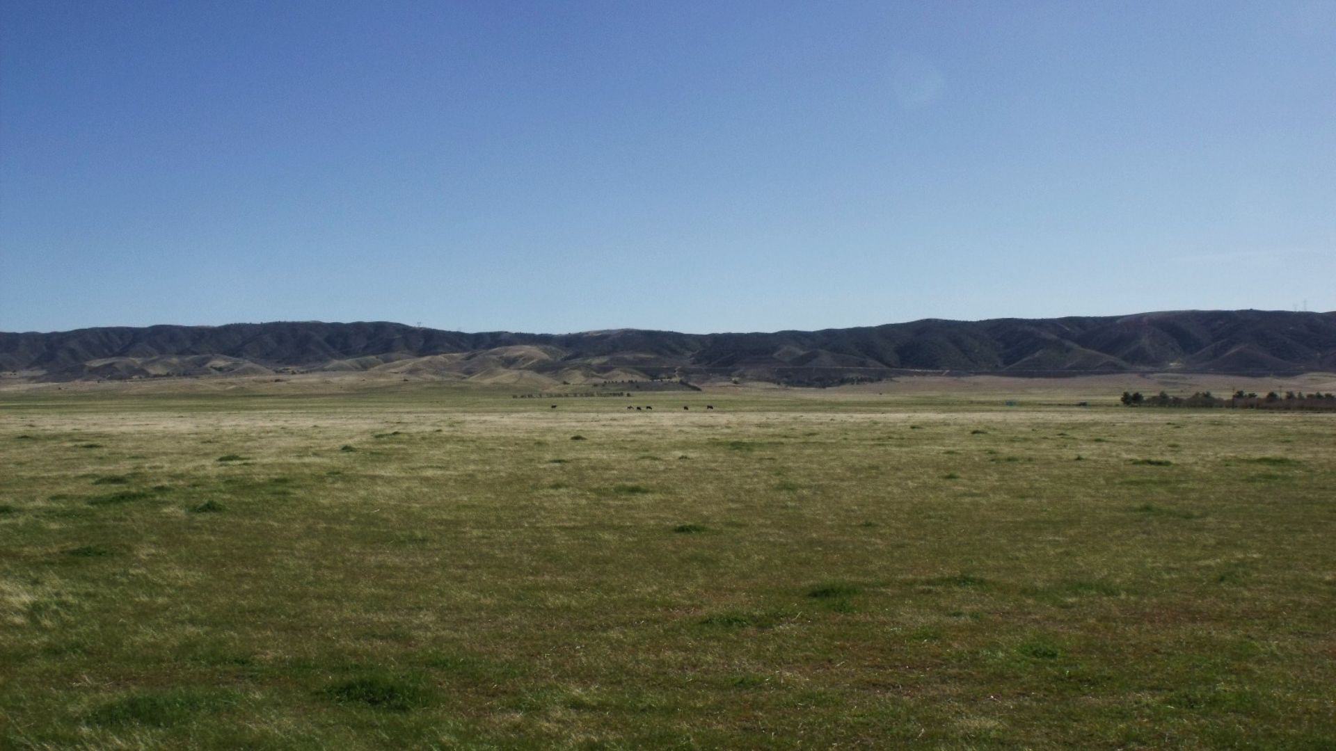 Open grassland habitat with wide stretches of short green grasses, gentle rolling hills in the distance, and a clear blue sky.