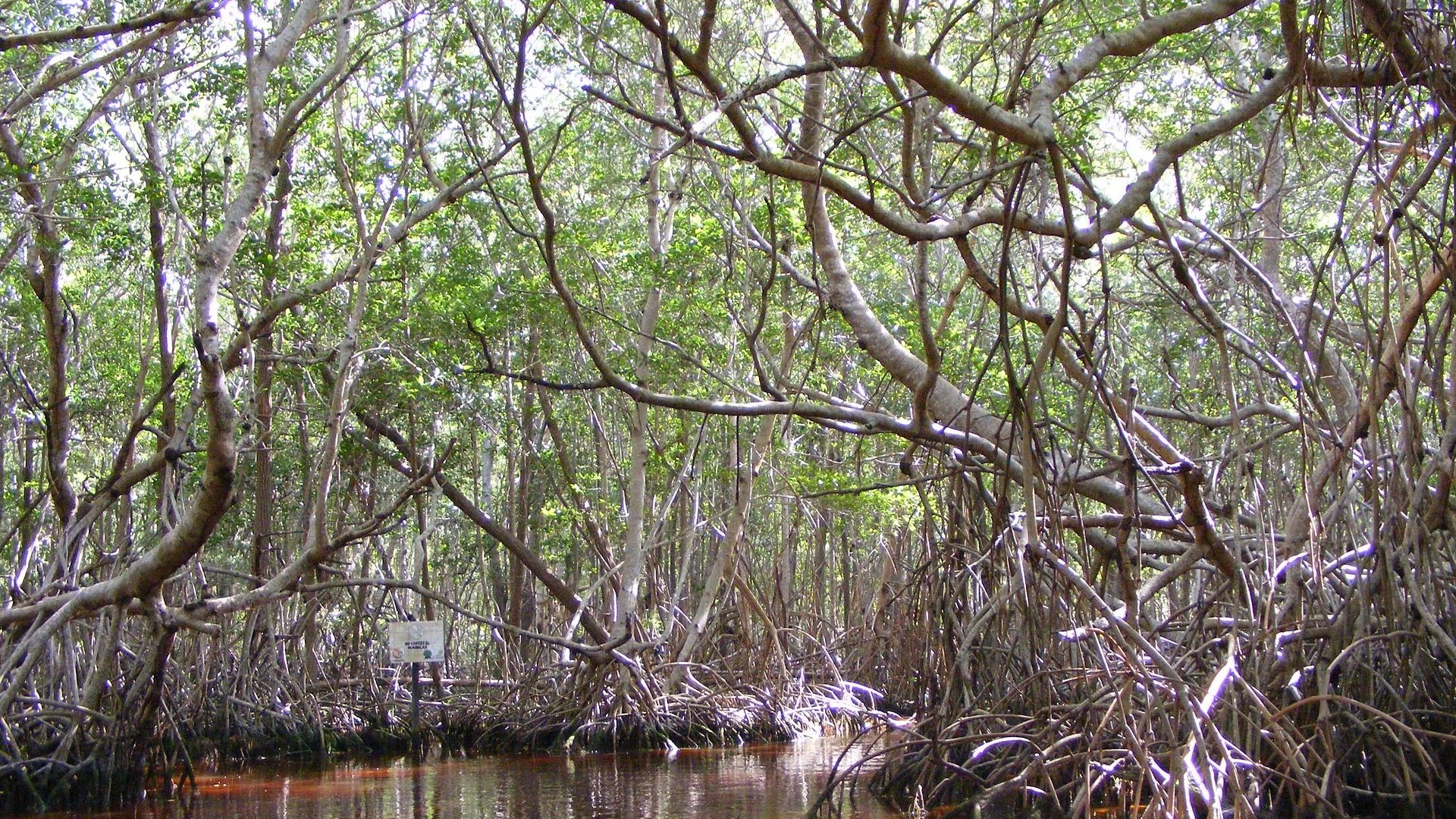 Dense mangrove habitat with interlaced aerial roots and branches growing in shallow brackish water under a leafy canopy.