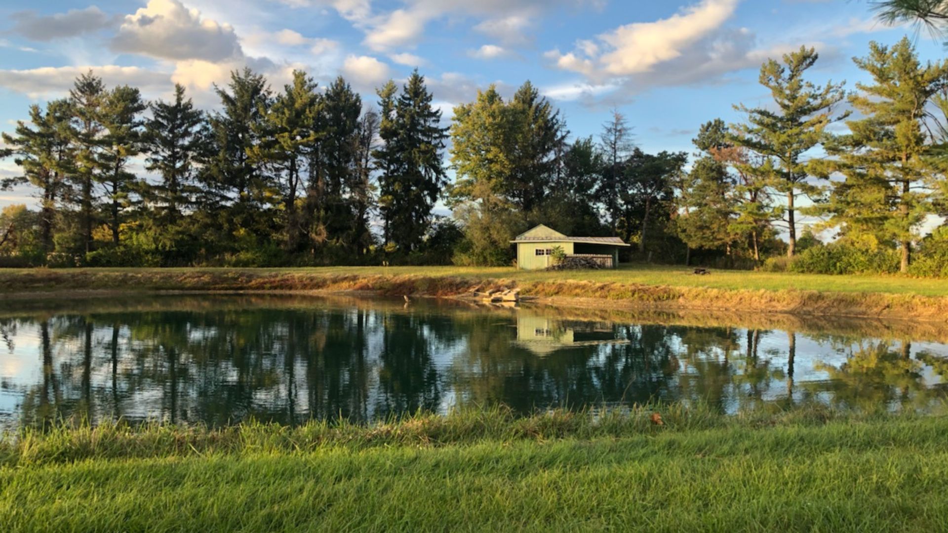 Small freshwater pond habitat with calm reflective water, grassy banks, surrounding trees, and a small structure in the background.