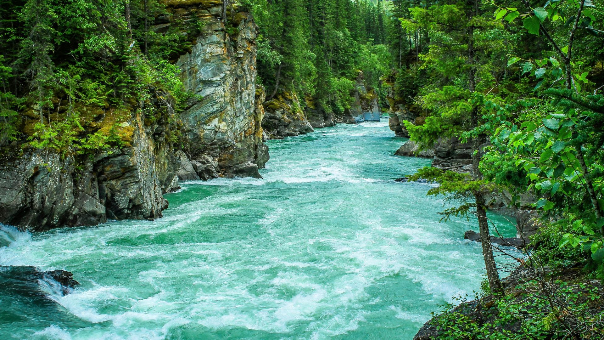 Fast-flowing freshwater river with turquoise water rushing through a rocky gorge surrounded by dense green forest.