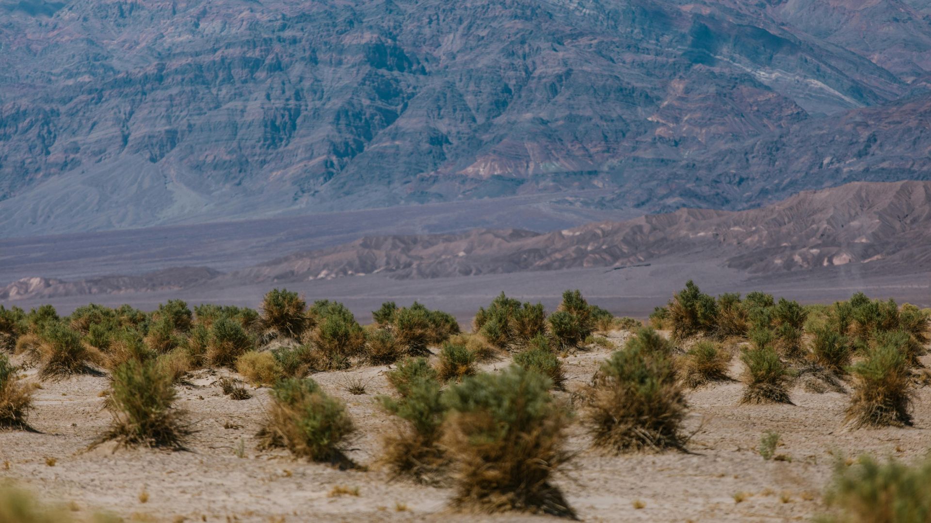 Sparse scrubland with scattered low shrubs growing on dry, sandy ground against rugged mountains in the background.