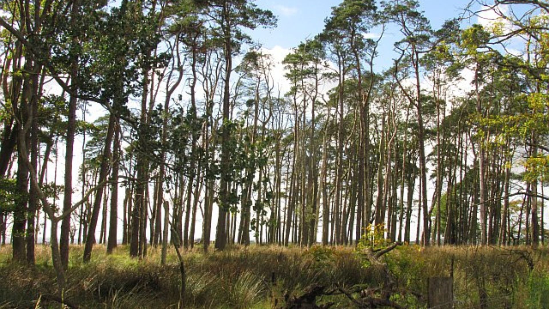 Open woodland habitat with tall, slender trees spaced apart, grassy undergrowth, and sunlight filtering through the canopy.