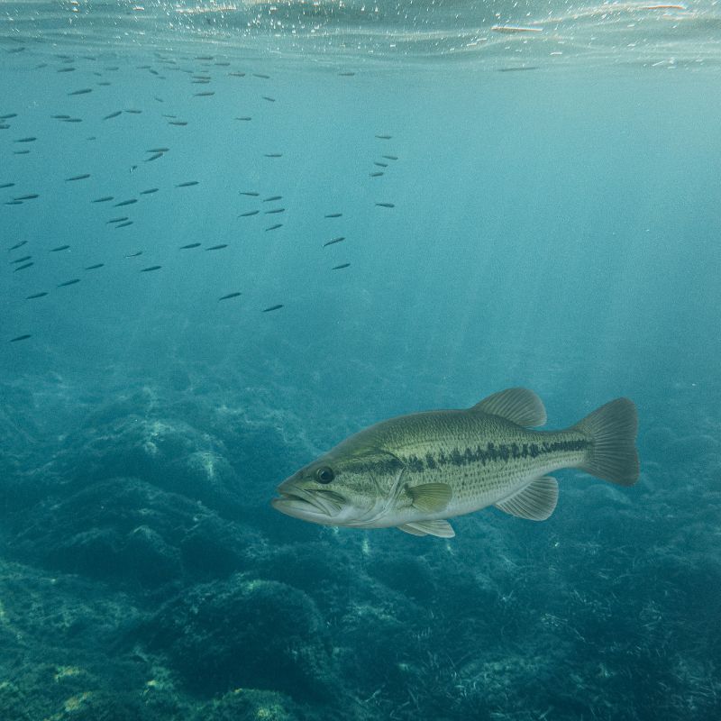 A Largemouth Bass (Micropterus salmoides) swimming in clear freshwater above a rocky bottom, with a school of small baitfish in the background. Florida's state freshwater fish, identified by its distinctive dark lateral stripe and oversized mouth..